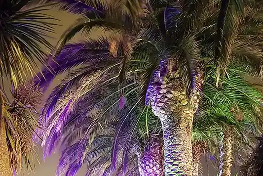 Palmier éclairés Gîte La Capelle