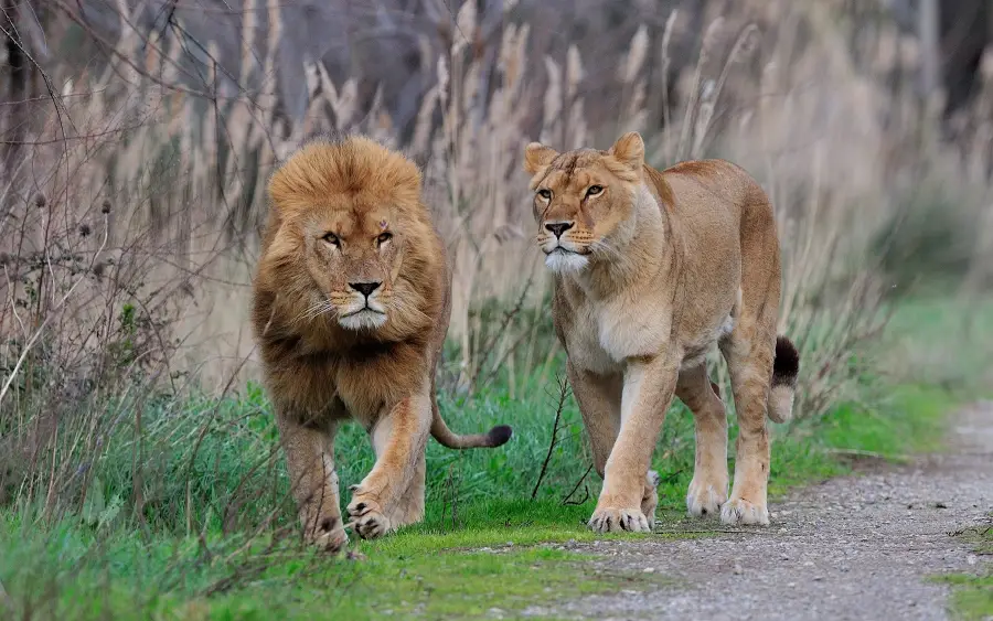 Réserve Africainbe de Sigean